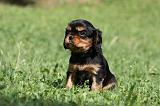 CAVALIER KING CHARLES 574